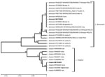 Thumbnail of Dendrogram depicting internal transcribed spacer 1 genetic relationships of the 2 Leishmania haplotypes (bold) found in study of Leishmania spp. in naturally infected sand flies in refugee camps, Greece, compared with conspecific Leishmania haplotypes obtained from GenBank. CIs &gt;60% are indicated next to the branches. Each taxon is identified by species name, GenBank accession number, World Health Organization code if available, country, and type of disease caused, if known. Scal