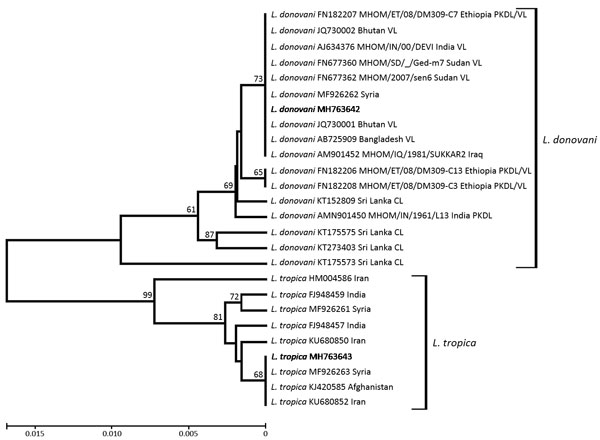 Dendrogram depicting internal transcribed spacer 1 genetic relationships of the 2 Leishmania haplotypes (bold) found in study of Leishmania spp. in naturally infected sand flies in refugee camps, Greece, compared with conspecific Leishmania haplotypes obtained from GenBank. CIs &gt;60% are indicated next to the branches. Each taxon is identified by species name, GenBank accession number, World Health Organization code if available, country, and type of disease caused, if known. Scale bar indicat