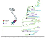Thumbnail of Maximum-clade credibility tree illustrating results of phylogeographic analysis of enterovirus A71 subgenogroup B5 coding sequences, Vietnam, July 2013–April 2015. Black circles indicate posterior probabilities ≥70% and state probabilities ≥70% at all nodes. Branch colors represent sampling locations from 5 discrete states in Vietnam (inset map; https://mapchart.net). Small sample sizes from individual provinces precluded phylogeographic analyses at a finer spatial scale. Except for