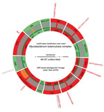 Thumbnail of Deeplex-MycTB (GenoScreen, https://www.genoscreen.fr) results identifying an extensively drug-resistant genotypic profile in an isolate from a tuberculosis (TB) patient in Lebanon. Results correspond to TB patient no. 185 in Table 2. Target gene regions are grouped within sectors in a circular map according to the drug resistance with which they are associated. Red indicates target regions in which drug resistance-associated mutations are detected (red text around the map), whereas 