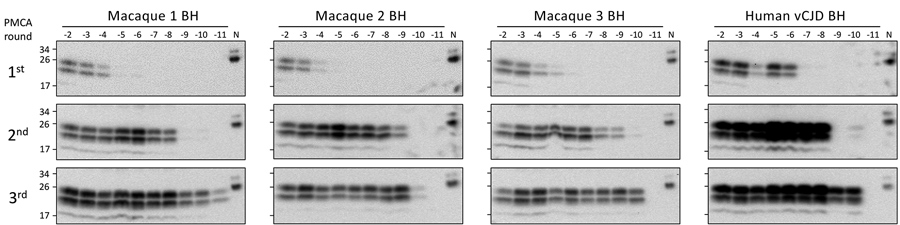Amplification of macaque-adapted vCJD prions by PMCA. BH from 3 macaques peripherally infected with macaque-adapted vCJD was serially diluted and amplified by 3 rounds of PMCA, using BH from transgenic mice expressing human normally expressed prion protein with methionine at codon 129 (TgHu129M) as substrate. Human BH from a vCJD patient was analyzed as positive control. After completion of the 3 rounds of PMCA, samples were digested with 50 μg/mL of proteinase K and analyzed by Novex SDS-PAGE (