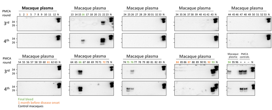 PMCA analysis of deidentified plasma samples from macaques infected with macaque-adapted vCJD and control macaques. Plasma samples from 2 infected (M1 and M3) and 28 control macaques were sarkosyl precipitated and analyzed by 4 rounds of PMCA. This panel of samples included 6 plasma samples collected at the final bleed (M1, #16, #75, #76 ; M3: #66, #93, #94), 6 plasma samples collected 1 month before disease onset (M1, #72, #84, #92 ; M3: #3, #61, #87), and 81 plasma samples from control macaque
