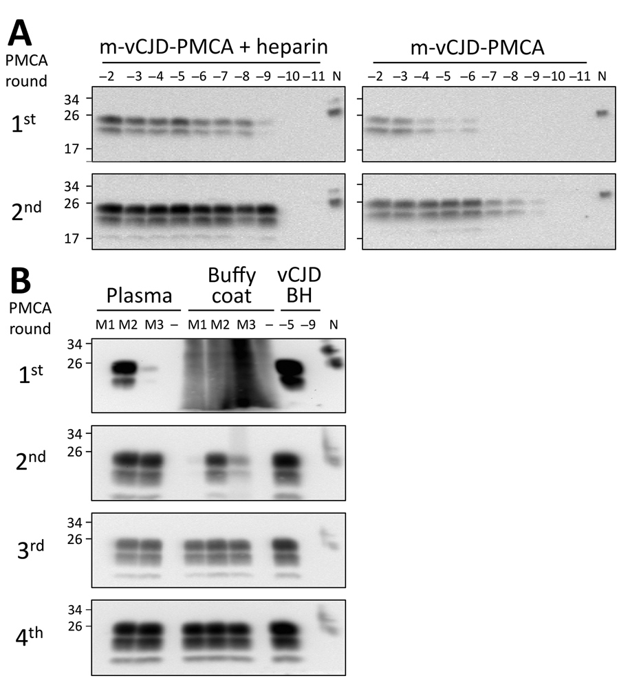 PMCA optimization for detection of macaque-adapted vCJD (m-vCJD) prions in preclinical blood samples. A) Tenfold serial dilutions of m-vCJD BH were amplified by the regular PMCA substrate (right panel) and substrate supplemented with 100 μg/mL heparin (left panel). After completion of 2 PMCA rounds, samples were digested with 50 μg/mL of PK and analyzed by Western blot. B) PL and BC (500 μL) samples collected 1 month before disease onset from 3 m-vCJD infected macaques (M1, M2, and M3) were sark