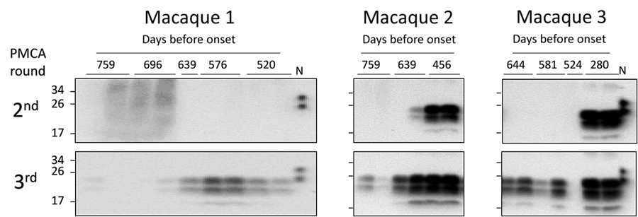 Detection of m-vCJD prions by PMCA in macaques during early stages of disease. These prions were probably endogenously generated rather than present in the inoculum. The second and third rounds of the PMCA-positive preclinical buffy coat samples were digested with 50 μg/mL of proteinase K and analyzed by Western blot. Samples were arranged from the earliest preclinical on the left to the closest to disease onset on the right. N refers to transgenic mouse normal BH without proteinase K treatment,