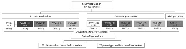 Study population and methods for analyzing 17DD vaccine–specific neutralizing antibodies and phenotypic/functional cell memory in YF. The primary vaccination arm (reference group) includes participants who have never been vaccinated or have had 1 YF vaccination; secondary vaccination arm includes participants who have received 1 or 2 vaccinations; and multiple doses arm includes participants who have received &gt;2 revaccinations. Participant subgroups indicate number of days or years since vacc