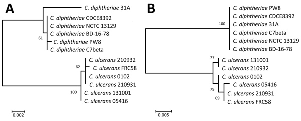 Phylogenetic analysis of the 16S rRNA gene sequences (A) and amino acid sequences (B) of diphtheria toxin genes of 6 Coynebacterium ulcerans strains and 6 C. ulcerans strains. All strains had the diphtheria toxin gene; whole-genome analysis data are available from the National Center for Biotechnology Information database (https://www.ncbi.nlm.nih.gov/genome). We generated phylogenetic trees by using the maximum-likelihood method in MEGA 7.0 (https://www.megasoftware.net). 16S rRNA gene sequence