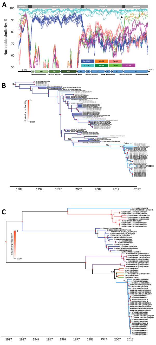 Nucleotide similarity and phylogenetic analyses of EV-A71 subgenogroup C1v2015 isolates, France, 2016–2017, constructed to determine temporal origin of C1v2015 lineage. A) Nucleotide similarity patterns between EV-A71 C1v2015 and other EV-A lineages indicate the C1v2015 genome has a mosaic structure. The genome of the virus from patient 10’s throat swab (10|PMB250102|FRA|2016) was used as the query sequence. The similarity plots determined with the other C1v2015 genomes (except 14|COC286037|FRA|