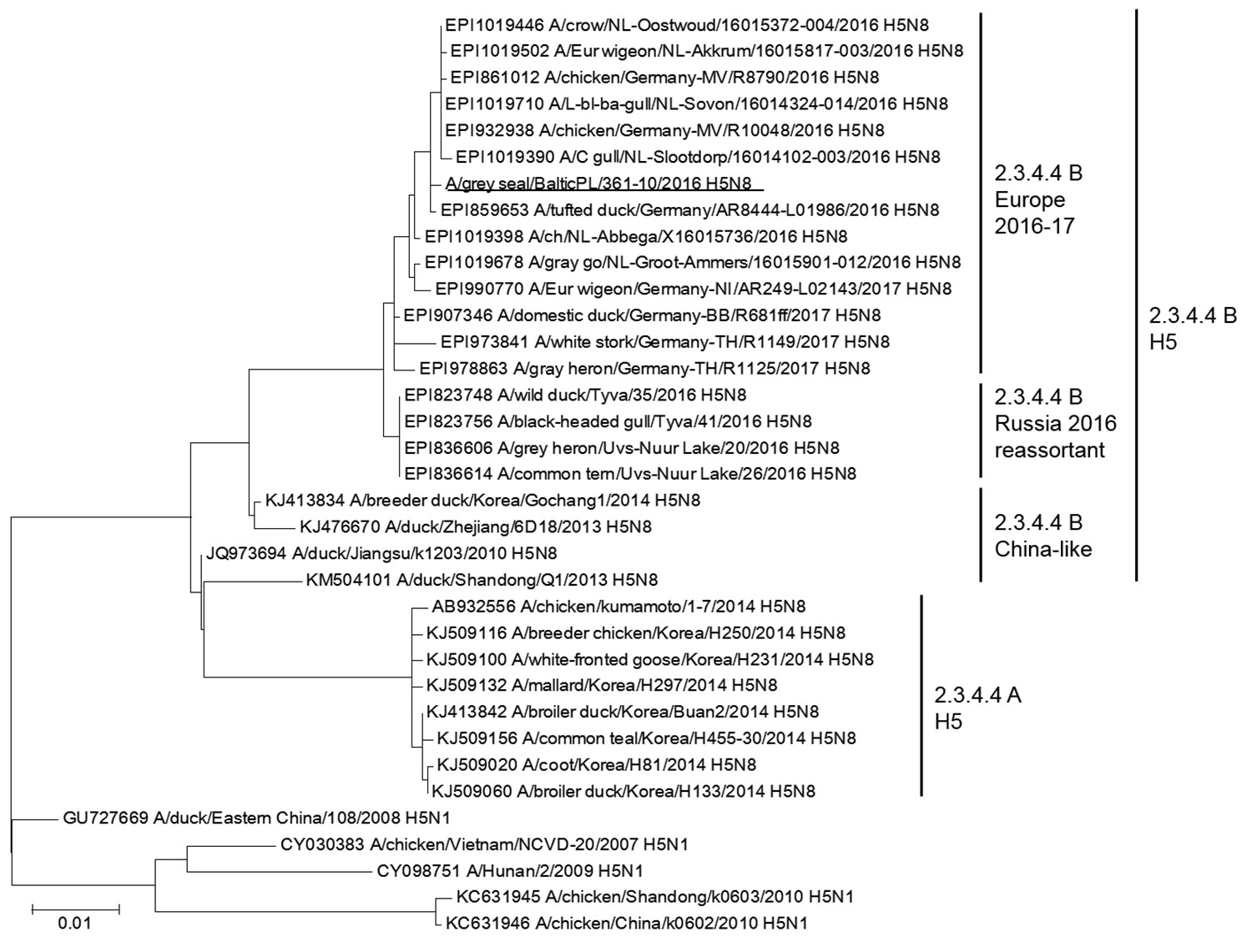 Maximum-likelihood phylogenetic tree for the hemagglutinin genes of a highly pathogenic avian influenza A(H5N8) virus isolated from a seal in the Baltic Sea region of Poland (underlined) and reference sequences. Different clades and the subclades of 2.3.4.4 are marked. Accession numbers for reference sequences are provided; numbers beginning with EPI are from the GISAID EpiFLU database (https://www.gisaid.org), others from GenBank. Scale bar indicates nucleotide substitutions per site.
