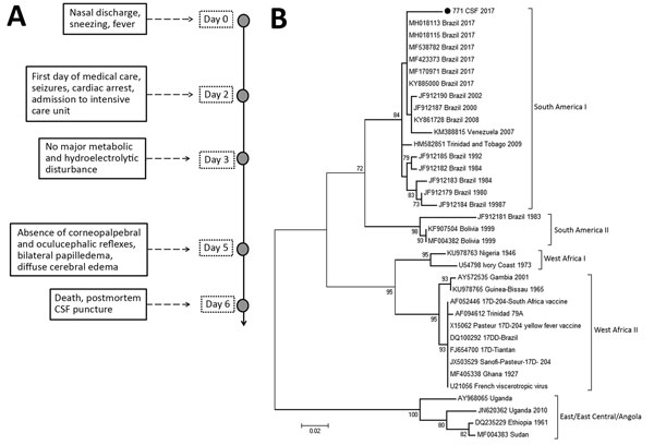 Illness timeline and phylogenetic testing in case of child with wild-type yellow fever virus RNA in CSF, Brazil, 2017. A) Timeline of symptoms, ambulatory procedures, and laboratory results. B) Phylogenetic tree of yellow fever viruses. The tree was constructed by using the maximum-likelihood method and the Tamura-Nei model in MEGA 7.0 software (https://www.megasoftware.net). Numbers to the left of nodes are bootstrap values (1,000 replicates). Sequences were compared with sequences in GenBank; 