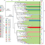 Thumbnail of Bayesian evolution analysis of Klebsiella pneumoniae sequence type (ST) 307 in South Africa hospitals, January 2014–December 2016. A and B indicate the 2 distinct lineages that evolved within Gauteng Province. Highlighted areas depict the provinces from which isolates were obtained, and colored dots at the tips of areas represent the cities from which the isolates were obtained (e.g., for Gauteng Province, Pretoria is red, Johannesburg is green). Dark blue dots at branch points indi