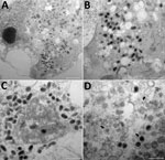 Thumbnail of Transmission electron microscopy of OAT3.T cells infected with orf virus IHUMI-1 from a 65-year-old woman in France. A) Ultrathin section of an OAT3.Ts cell at 24 h postinfection harboring orf virus strain IHUMI-1 undergoing its replicative cycle where dense inclusion bodies could be clearly seen in the cell cytoplasm. B, C) Higher magnifications of infected cells showing typical enveloped virions. D) Ultrathin sections of an OAT3.Ts cell showing enveloped particles (arrows). Scale 