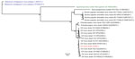 Thumbnail of Maximum-likelihood tree based on complete sequences of orf virus IHUMI-1 from a 65-year-old woman in France (red) and 22 other viruses belonging to the family Poxviridae. Tree was constructed by using a general time-reversible model with 100 bootstrap replicates. All branches with bootstrap values &lt;70 were collapsed. Numbers along branches are bootstrap values. Blue indicates 2 chordopoxviruses that served as outgroups, and green indicates a squirrel poxvirus still unclassified b