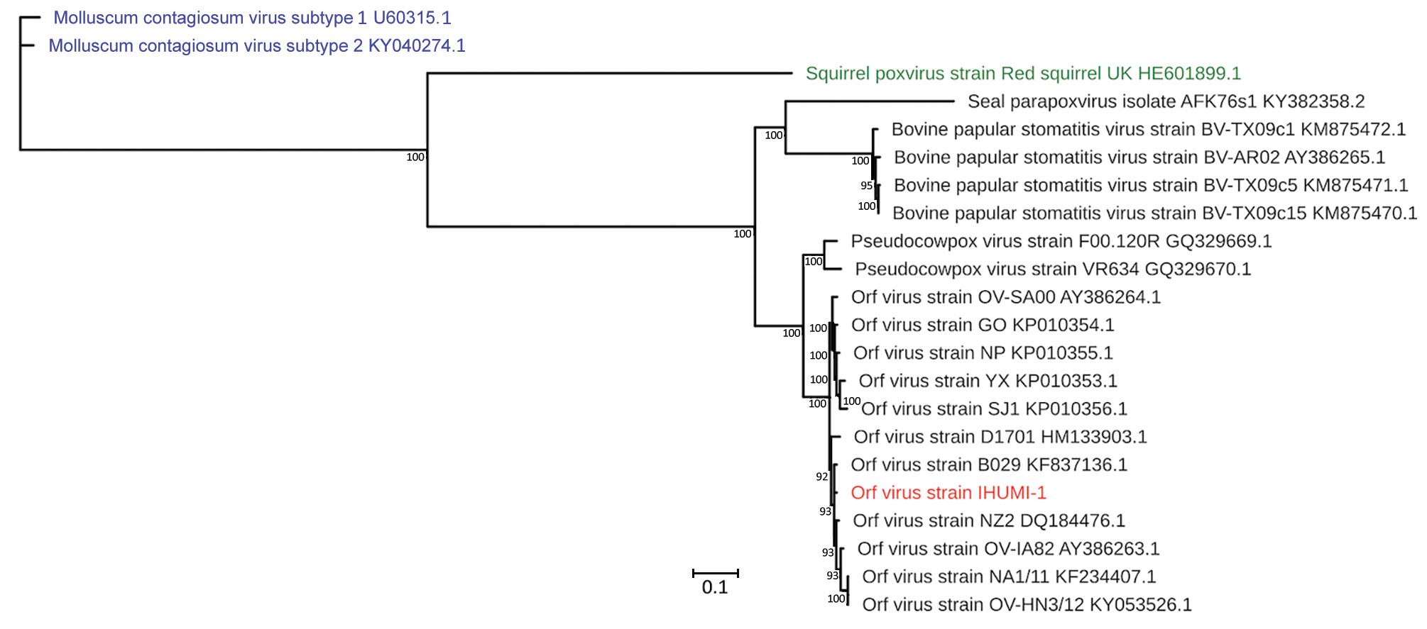 Maximum-likelihood tree based on complete sequences of orf virus IHUMI-1 from a 65-year-old woman in France (red) and 22 other viruses belonging to the family Poxviridae. Tree was constructed by using a general time-reversible model with 100 bootstrap replicates. All branches with bootstrap values &lt;70 were collapsed. Numbers along branches are bootstrap values. Blue indicates 2 chordopoxviruses that served as outgroups, and green indicates a squirrel poxvirus still unclassified but related to