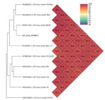 Thumbnail of Heatmap representation of strain proximities across complete genomes of orf virus IHUMI-1 from a 65-year-old woman in France (red) and other available orf viruses. Because of the OrthoANI algorithm constraint, we deleted the complete genome orf virus strain GO (GenBank accession no. KP010354.1) that clusters with orf virus strain NP and the complete genome of orf virus strain OV-HN3/12 (that clusters with NA1-11). GenBank accession numbers are provided for reference isolates. Values