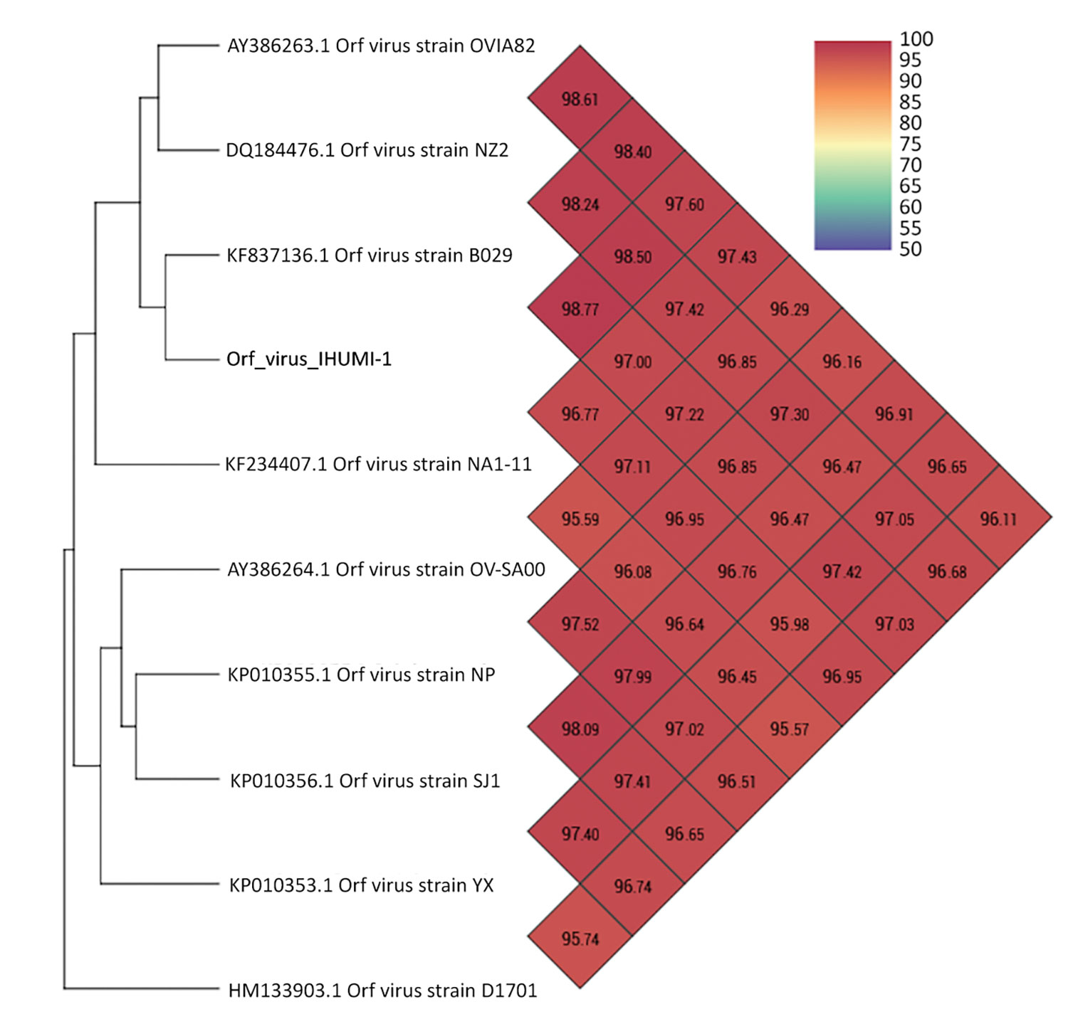 Heatmap representation of strain proximities across complete genomes of orf virus IHUMI-1 from a 65-year-old woman in France (red) and other available orf viruses. Because of the OrthoANI algorithm constraint, we deleted the complete genome orf virus strain GO (GenBank accession no. KP010354.1) that clusters with orf virus strain NP and the complete genome of orf virus strain OV-HN3/12 (that clusters with NA1-11). GenBank accession numbers are provided for reference isolates. Values indicate per