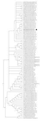 Thumbnail of Condensed phylogenetic reconstruction of selected complete Zika virus genomes. This tree depicts the phylogenetic relationships between Zika virus isolate 31N from an Aedes aegypti larval pool, Jojutla, Morelos, Mexico (bold), and 98 complete genome sequences of Zika viruses obtained from the Virus Pathogen Resource database. GenBank accession numbers are provided. Nodes with bootstrap values support &lt;50% were condensed and branch lengths were normalized to emphasize tree topolog