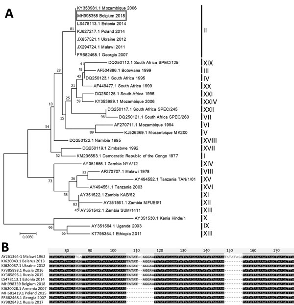 A) Evolutionary relationships of representative strains of African swine fever virus based on the neighbor-joining phylogeny of the partial p72 gene sequences. The phylogenetic analysis was performed using MEGA7 (http://www.megasoftware.net) and the Kimura 2-parameter substitution model, as determined by a model selection analysis. Bootstrap values (&gt;70%, based on 500 replicates) for each node are given. GenBank accession numbers, country, and year of collection are indicated for each strain;