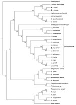 Thumbnail of Phylogenomic analysis of genomewide orthologous coding sequences from LVH60 and LVH60a clinical isolates from a 64-year-old man with fatal visceral leishmaniasis–like illness, Brazil, and 33 Trypanosomatida species. Dendrogram shows the genetic relationships among all species investigated in the current study. Hierarchical clustering was performed with a set of ≈6,400 orthologous genes across 33 trypanosomatids, designated as the total orthologous median matrix. HU-UFS14 (black tria