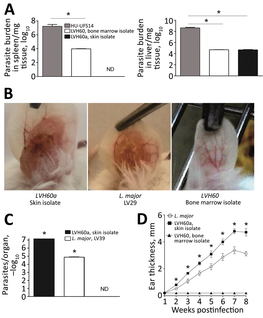 Experimental infection of BALB/c mice with LVH60 and LVH60a clinical isolates obtained from a 64-year-old man with fatal visceral leishmaniasis–like illness, Brazil. LVH60 was isolated from bone marrow, LVH60a from a skin lesion biopsy. Female BALB/c mice were infected intravenously with 107 stationary-phase promastigotes. After 4 weeks of infection, spleen and liver samples were collected. Parasite loads were determined by a limiting dilution assay of spleen and liver homogenates and are expres