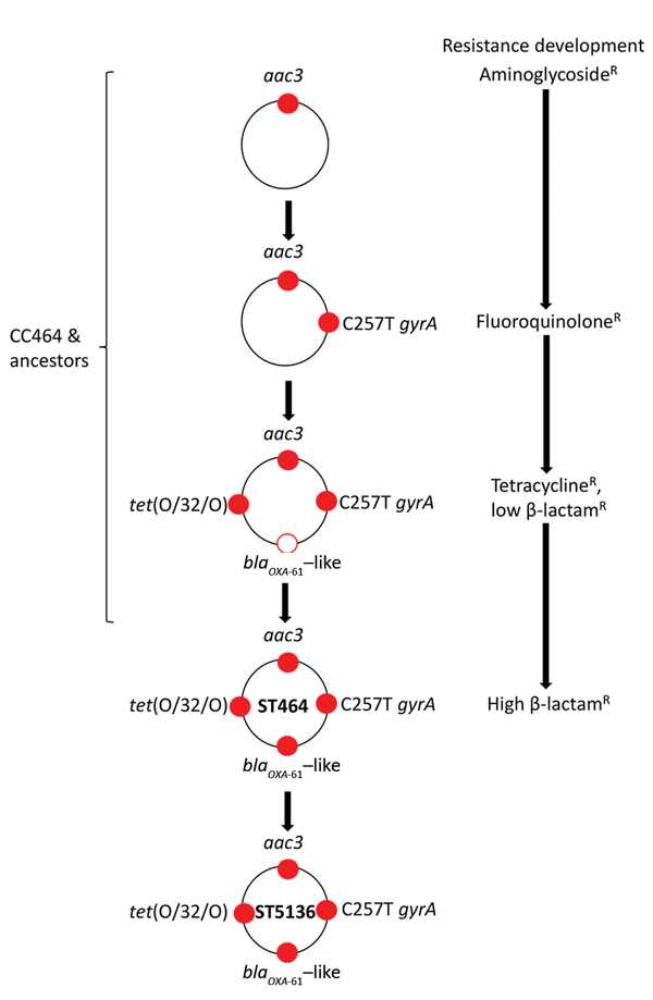 Stepwise sequential evolution of multidrug resistance in Campylobacter jejuni ST5136, Scotland. Red dot indicates resistance to antimicrobial drug as a result of genetic change or acquisition of resistance gene, White dot with red circle with indicates acquisition of oxacillinase. Resistances are indicated as follows: aac3, aminoglycoside; C257T gyrA, fluoroquinolone; blaOXA-61–like, β-lactam (variant in ST5136 is OXA-193); tet(O/32/O), tetracycline. CC, clonal complex; OXA, oxacillin; R, resist