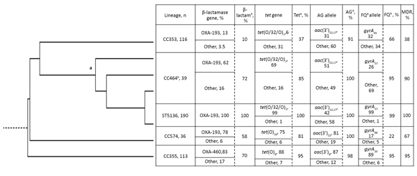 Whole-genome phylogenetic tree of Campylobacter jejuni CC464, CC353, CC574, and CC354 isolates, Scotland; a indicates CC464 root and b indicates CC464 isolates excluding ST5136. β-lactamase gene (blaOXA-61–like) indicates presence of abundant allele and other OXA genes; β-lactamR, resistant isolates (defined by −10 promoter mutation or presence of OXA-184–like gene). tet gene indicates presence of abundant tetracycline resistance allele and other alleles; TetR, tetracycline-resistant isolates. A