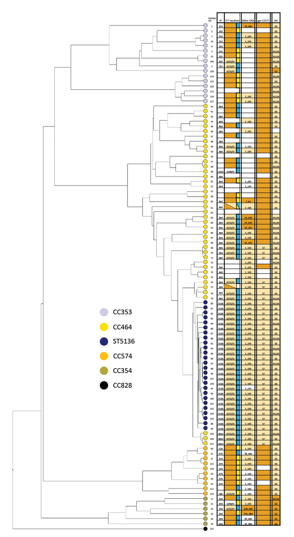 Whole-genome multilocus sequence typing of 100 selected isolates of Campylobacter jejuni from CC464, CC353, CC354, and CC574, Scotland. The tree was constructed using the UPGMA algorithm based on locus similarity. Isolate ID number indicated at branch end is linked to metadata in Appendix Table 2. Light orange boxes in the grid indicate variants associated with ST5136 isolates spread across the phylogeny; dark orange boxes denote resistance in individual isolates. Blue boxes represent tetracycli