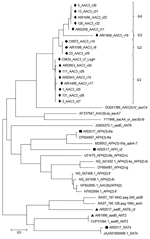 Thumbnail of Maximum-likelihood tree of all aminoglycoside resistance determinants found in Campylobacter jejuni CC464, CC353, CC354, and CC574 isolates, Scotland. The tree was built using MEGA7 (https://www.megasoftware.net). The variants (v) listed in G1, G2, G3, G4 groups commonly occur in the 4 CCs. Aminoglycoside resistance gene variants identified in representative isolates of 4 CCs are shown by different symbols: black diamonds, aac3; black squares, aph; black triangles, ant; black circle
