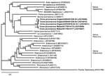 Thumbnail of Phylogenetic relation of ovine picornavirus to other picornaviruses of the genera Sapelovirus, Rabovirus, and Enterovirus, as well as unclassified picornaviruses. The maximum-likelihood phylogenetic tree is based on complete coding sequences and calculated by IQ-TREE v1.6.5 (http://www.iqtree.org) with the best-fit model General time reversible + empirical base frequencies + free rate model 5. Teschovirus was included as an outgroup. Statistical supports of 100,000 ultrafast bootstr