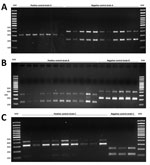 Thumbnail of PCR products for allele-specific oligonucleotide PCRs for Mycobacterium tuberculosis cluster A, cluster B, and cluster C strains on a selection of representative strains A, B, and C and a selection of non-A, non-B, and non-C controls. Testing was for a isimplified model to survey tuberculosis transmission using data from patients and controls in Panama and Colon provinces, Panama, 2015. A) 308-bp PCR product (single-nucleotide polymorphism [SNP] 2) for strain A and 400-bp and 228-bp