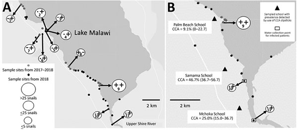 Locations sampled for Biomphalaria pfeifferi snails and of 3 primary schools where children were tested for intestinal schistosomiasis in the region of Lake Malawi, Africa. A) Locations sampled for B. pfeifferi snails in November 2017 (gray dots) and May 2018 (black dots), Lake Malawi, Africa. + indicates snails present, – indicates snails absent, and ● indicates site not sampled; symbol position indicates year of sampling (left, 2017; right, 2018). Numbers within circles indicate site numbers. 