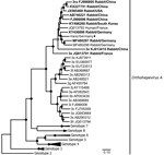 Thumbnail of Maximum-likelihood phylogeny of the concatenated open reading frame 1 and 2 nucleotide sequences of hare hepatitis E virus (HEV) strain from Germany (black diamonds), related strains from rabbits (bold) and humans, and reference Orthohepevirus A strains, as defined by Smith et al. (7). Taxon names of all reference sequences include genotype, subtype (x if not available), and GenBank accession number. Black circles at nodes indicate bootstrap supports of &gt;90% and white circles &gt