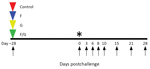 Thumbnail of Groups of African green monkeys (Chlorocebus aethiops) receiving recombinant vesicular stomatitis virus (rVSV) vaccine against Nipah virus Bangladesh strain (NiVB). Triangles indicate days of vaccination; arrows indicate days of sampling; and asterisk (*) indicates day of challenge. Red indicates control group (GInd*rVSV-ΔG-GFP expressing no glycoprotein); blue indicates F group (GInd* rVSV-NiVB/F-GFP expressing the NiVB F protein); yellow indicates G group (GInd*rVSV-NiVB /G-GFP ex