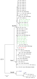 Thumbnail of Molecular phylogenetic analysis of Neisseria meningitidis based on whole-genome sequence data from New York City, New York, USA, and publically available sequences belonging to the multilocus sequence typing group cc11. Isolates are listed with serogroup, year of isolation, source, and study (sp, MSM carriage (for isolates obtained during the 2016 MSM carriage study in New York City), or reference from where they were obtained). N. meningitidis reference sequences are labeled in blu