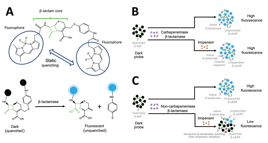 Schematic illustration of the principle of fluorescence identification of β-lactamase activity. A). The β-lactamase–activated fluorophore probe comprises a cleavable β-lactam core conjugated to 2 fluorophores (circled) that are quenched because of close proximity. This construct was designed to mimic the enzymatic degradation properties of easily cleavable β-lactam antimicrobial drugs. When this probe is attacked by β-lactamase, the probe core is cleaved, leading to the separation of the fluorop