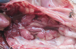 Thumbnail of Gross pathologic appearance of kidney from a chicken with severe kidney disease naturally infected with a novel orthobunyavirus (Kedah fatal kidney syndrome virus), Malaysia, 2014–2017.