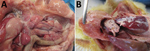 Thumbnail of Gross pathologic appearance of chickens experimentally infected with a novel orthobunyavirus (Kedah fatal kidney syndrome virus) isolated from chickens with severe kidney disease, Malaysia, 2014–2017. A) Swollen and pale kidney; B) uric acid crystals on viscera (gout).