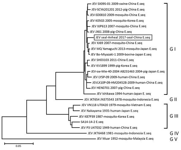 Phylogenetic analysis of JEV E gene of Seal-Anheal-2017 isolate from a seal with lethal encephalitis, China, 2017, compared with 24 JEV strains of different genotypes and species origins. We constructed the tree using the neighbor-joining method and MEGA5.05 (https://www.megasoftware.net). Reliability of the branching orders was evaluated by the bootstrap test (n = 1,000). E, envelope; G, genotype; JEV, Japanese encephalitis virus; seq, sequence.