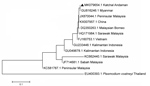 Thumbnail of Phylogenetic relationship of Plasmodium knowlesi from the Andaman and Nicobar Islands, India, to other strains from Southeast Asia countries, inferred by using the neighbor-joining method. Isolates are identified by GenBank accession number and location; Plasmodium coatneyi is used as outgroup. Triangle indicates sequence of P. knowlesi isolated in this study (accession no. MK079654) that shares a similar clade with a Myanmar sequence (accession no. GU816246). Isolates from Peninsul