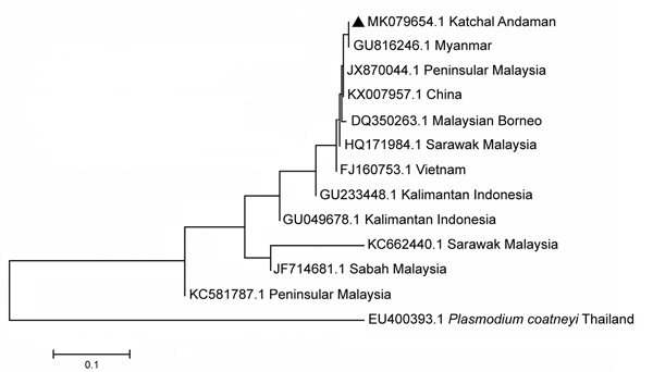 Phylogenetic relationship of Plasmodium knowlesi from the Andaman and Nicobar Islands, India, to other strains from Southeast Asia countries, inferred by using the neighbor-joining method. Isolates are identified by GenBank accession number and location; Plasmodium coatneyi is used as outgroup. Triangle indicates sequence of P. knowlesi isolated in this study (accession no. MK079654) that shares a similar clade with a Myanmar sequence (accession no. GU816246). Isolates from Peninsular Malaysia (