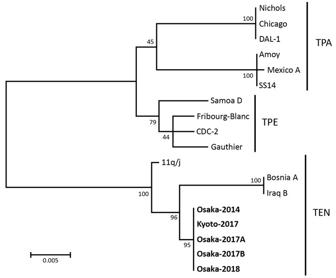 Phylogenetic tree for tp0548–tp0856 gene regions (1173–1233 bp) of clinical isolates of Treponema pallidum from Japan (bold) and reference isolates. The tree was constructed by using MEGA6 (https://www.megasoftware.net) with the bootstrapping maximum-likelihood algorithm and the Tamura–Nei model. Numbers along branches indicate bootstrap values. Scale bar indicates nucleotide substitutions per site. Strains from this study were submitted to GenBank under the following accession numbers: Osaka-20