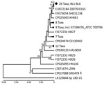 Thumbnail of Phylogenetic relationships of the glutamate dehydrogenase gene fragment of Streptococcus suis isolated from humans in Denpasar, Bali, Indonesia (BL1-BL6 taxa), with sequences data of S. suis available in GenBank. The phylogeny was inferred using unweighted pair group method with arithmetic mean (13). The GenBank accession number and strain name are written as taxon name. To minimize crowding, some tree branches were condensed. The number of taxa in each condensed branch is indicated