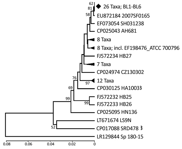 Phylogenetic relationships of the glutamate dehydrogenase gene fragment of Streptococcus suis isolated from humans in Denpasar, Bali, Indonesia (BL1-BL6 taxa), with sequences data of S. suis available in GenBank. The phylogeny was inferred using unweighted pair group method with arithmetic mean (13). The GenBank accession number and strain name are written as taxon name. To minimize crowding, some tree branches were condensed. The number of taxa in each condensed branch is indicated. The locatio