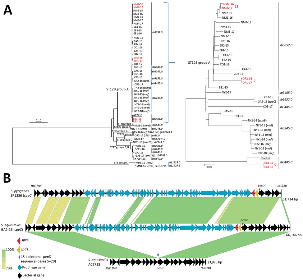 Analyses of invasive group A Streptococcus dysgalactiae subspecies equisimilis and conserved genomic pepD gene insertion site of highly related exotoxin speC gene–containing prophages found within group A ST128 S. equisimilis strain and S. pyogenes strain SP1336. Methods are described in the Appendix. A) Phylogenetic tree of 35 invasive group A S. dysgalactiae subsp. equisimilis (GAS/SE/MLST128 [ST128] complex) isolates and 13 unrelated group C, G, and L SE isolates recovered through the Centers