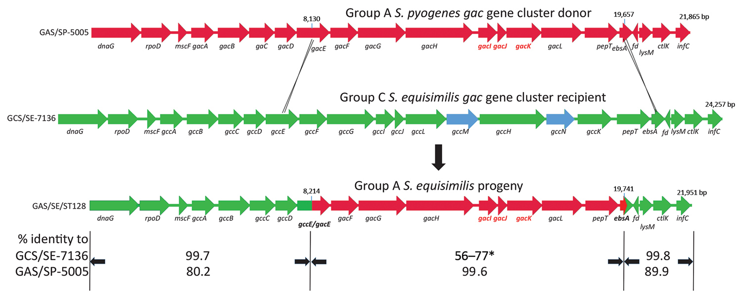 Ancestral recombination event depicting Streptococcus pyogenes group A carbohydrate gene donor (GAS/SP-5005; GenBank accession no. NC007297), group C S. dysgalactiae subsp. equisimilis recipient (GCS/SE7136; GenBank accession no. NCTC7136), and progeny group A S. dysgalactiae subsp. equisimilis progeny (GAS/SE/ST128) described in study of emergent invasive group A Streptococcus dysgalactiae subspecies equisimilis, United States, 2015–2018 . The deduced crossover points between the group A gene c