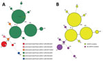 Thumbnail of Minimum spanning tree of multilocus variable-number tandem-repeat analysis (MLVA) types of 150 Bordetella pertussis isolates collected in China, 2014–2016. Each circle represents an MLVA type, with the number next to the circle. Circle sizes are proportional to the number of isolates belonging to the particular MLVA type. A) Allelic profiles. Circle colors indicate the diﬀerent allelic profiles of vaccine antigen genes and different erythromycin sensitivities. B) Presence or absence