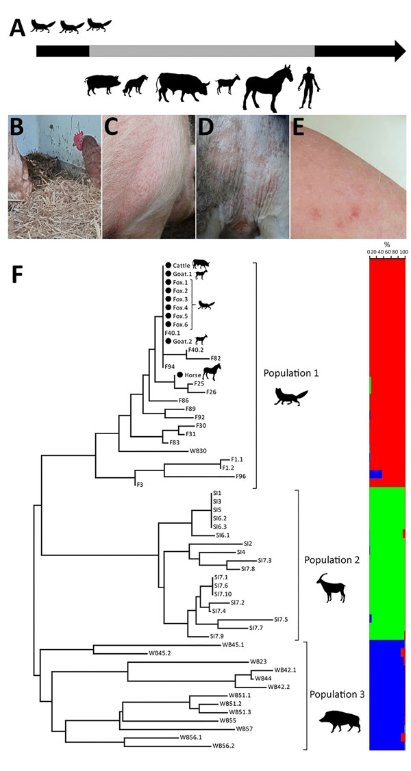 Clinical and molecular characterization of an outbreak of fox-derived Sarcoptes scabiei mites in multiple mammal species on a farm in Switzerland, 2018. A) Outbreak timeline displaying animal species (pigs [Sus scrofa domesticus], oxen [Bos taurus], dogs [Canis lupus familiaris], goats [Capra hircus], horses [Equus caballus], and red foxes [Vulpes vulpes]) showing clinical signs compatible with sarcoptic mange and humans with signs of zoonotic scabies in order of appearance. Gray portion of arro