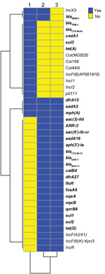 Thumbnail of Comparison of resistance genes and plasmid replicons for 3 bacterial isolates producing New Delhi metallo-β-lactamase 5, southwest China, 2017. 1, Escherichia coli 2551; 2, Klebsiella pneumoniae 2573; 3, K. pneumoniae 2588. Resistance genes are shown in bold.