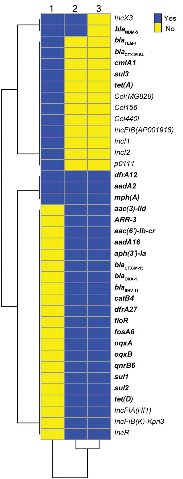 Comparison of resistance genes and plasmid replicons for 3 bacterial isolates producing New Delhi metallo-β-lactamase 5, southwest China, 2017. 1, Escherichia coli 2551; 2, Klebsiella pneumoniae 2573; 3, K. pneumoniae 2588. Resistance genes are shown in bold.