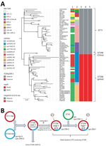 Thumbnail of Phylogenetic analysis of KPC-producing and NDM-5–producing CG258 Klebsiella pneumoniae strains from China, 2017, and reference strains. A) Core SNP phylogenetic analysis of 76 global CG258 (ST258 and ST11) and 2 ST258 strains from China. Lane 1, Bla_carb; lane 2, wzi (cps); lane 3, integrative and conjugative element Kp258.2; lane 4, marR; lane 5, ompK35 gene (guanine insertion at nt position 121). The maximum-likelihood tree was rooted by using ST11 strains. Bootstrap values &gt;90