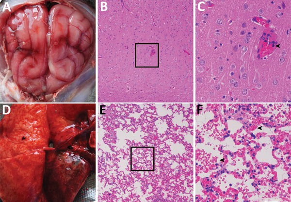 Dissected brain and lung of a dead fox, collected in 2017 in Shandong Province, eastern China, and histopathologic examination of samples using hematoxylin and eosin staining. A) Brain, showing congestion in the meninx. B) Histologic view of meninx, showing mild neuronal degeneration and inflammatory cell infiltration in vessels. Original magnification ×100. Box indicates area enlarged in panel C. C) A higher magnification view (original magnification ×400) of lesions in panel B, showing inflamm